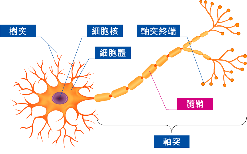 neuron